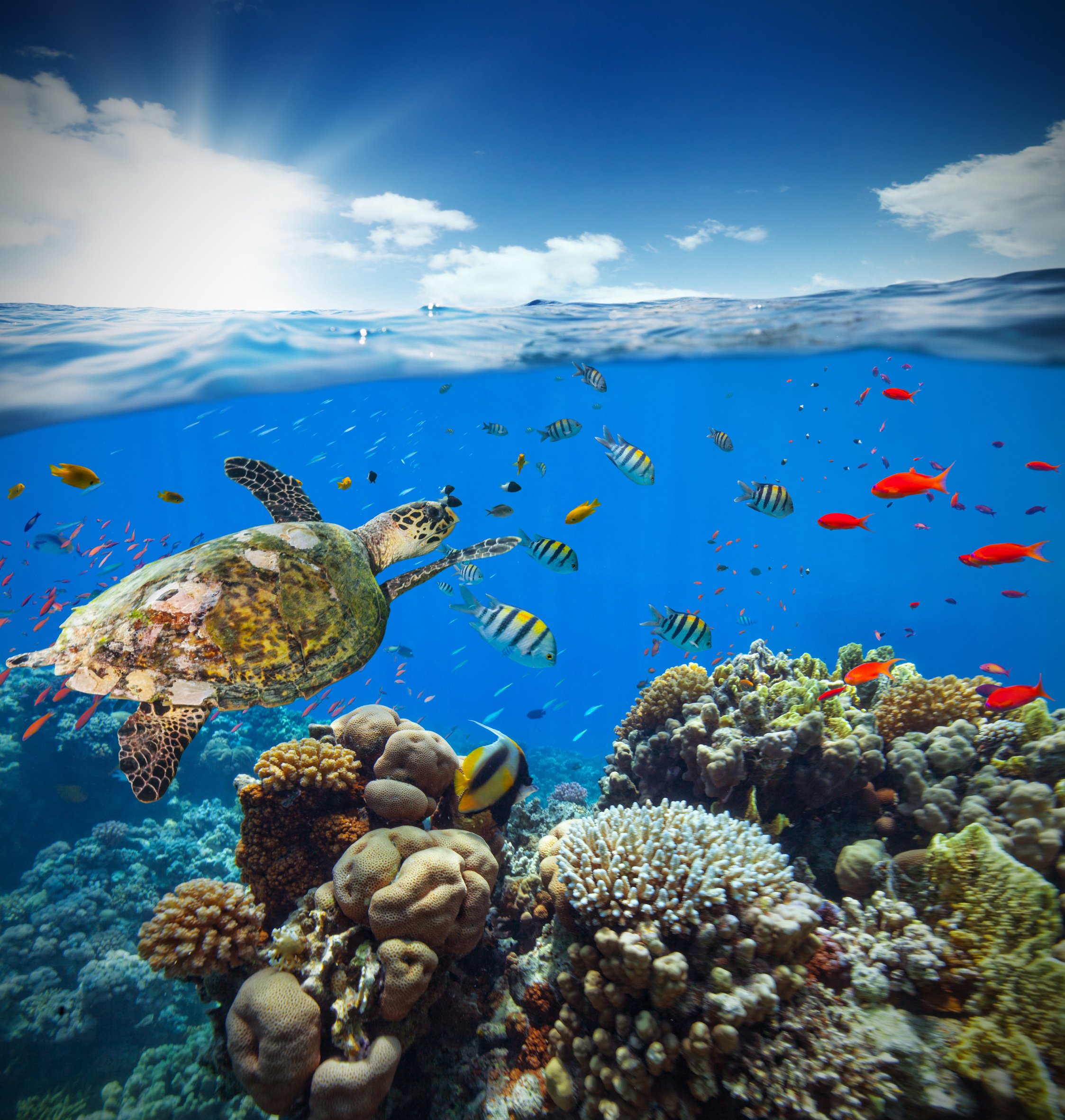 Underwater Coral Reef